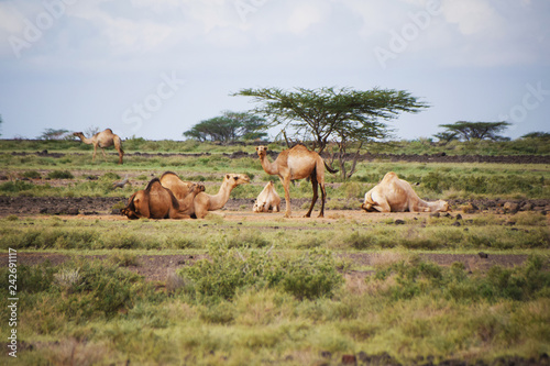 Dromedare in Kenia