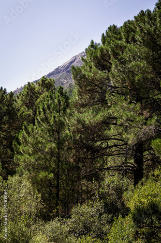 panoramic view of a forest of green pine trees on the side of a mountain