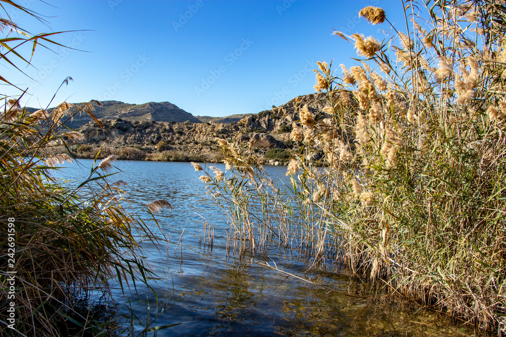 Lake with vegetation