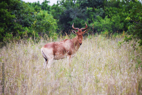 Antilope in Kenia