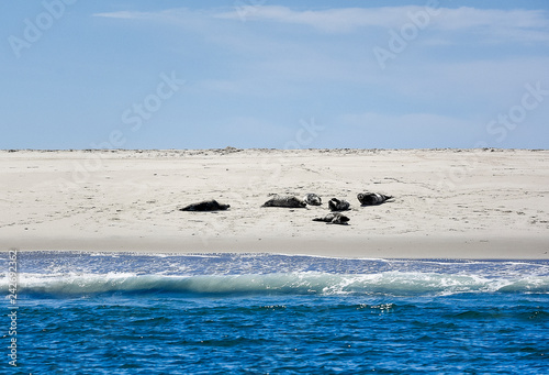 Sunbathing seals, Monomoy National Wildlife Refuge, Chatham, Cape Cod, Massachusetts, USA. photo