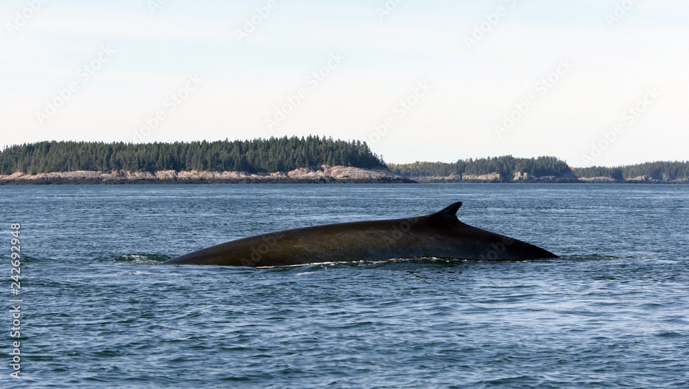 Fototapeta premium Atlantic Whales