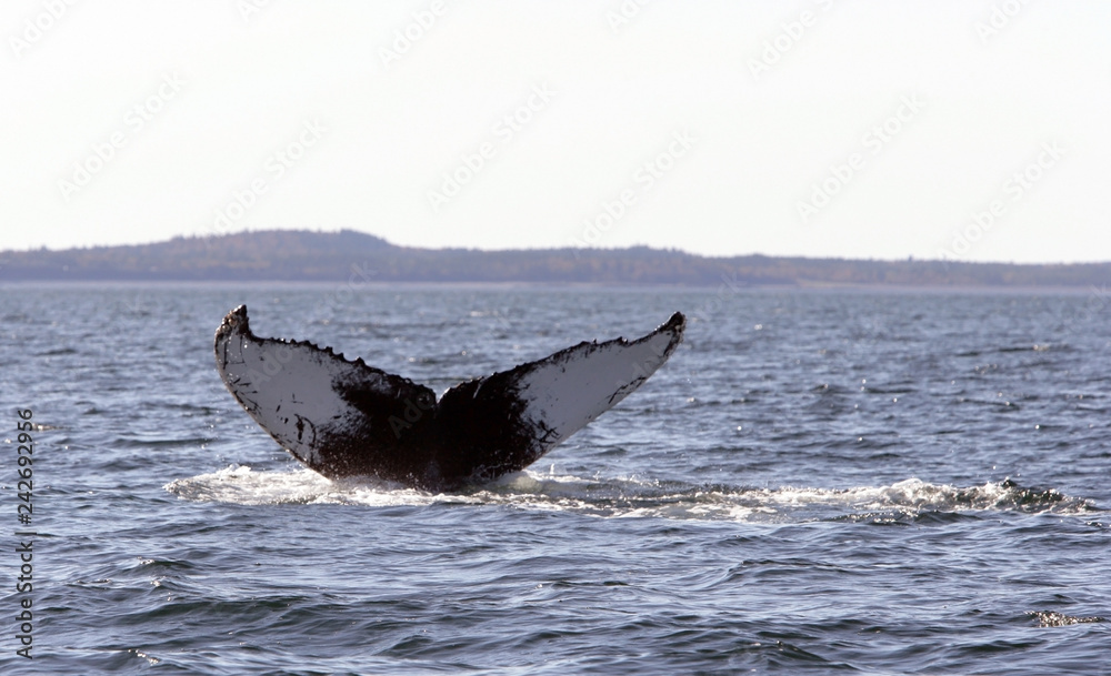 Fototapeta premium Atlantic Whales
