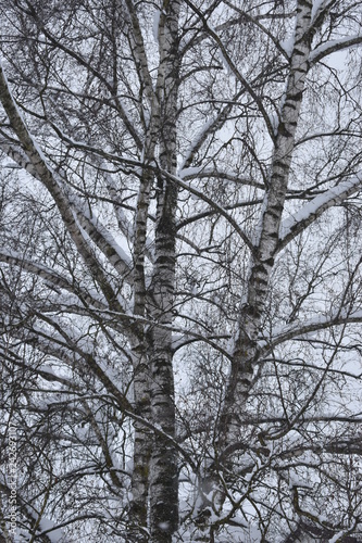 Birke im Schnee © Katja