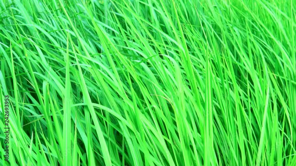 Green waving grass moving in slow motion. Media is in HD slow motion mode. Green waving grass moving in slow motion. Media is in HD slow motion mode.
