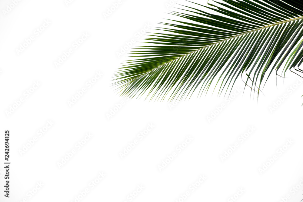 Obraz premium alone isolated palms leaf on white background