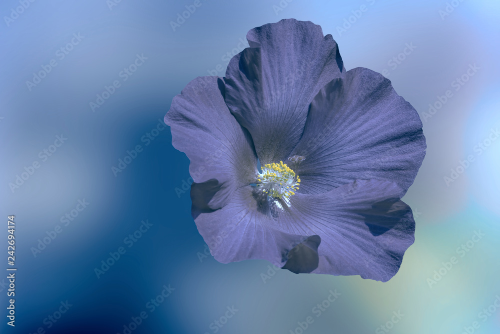 Naklejka premium hibiscus in bloom in the garden