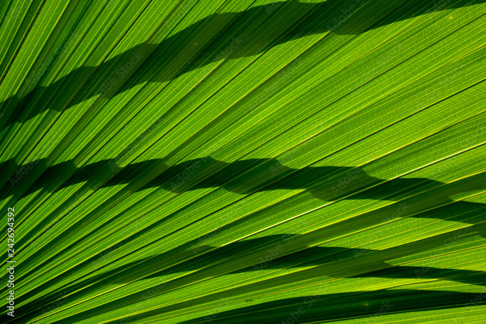 Lines and textures of green palm leaves with shadow Lines and textures of green palm leaves with shadow