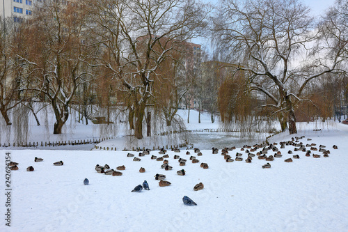 zima w parku w Olsztynie-Polska