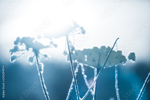 Plant covered in soft snow and ice crystals