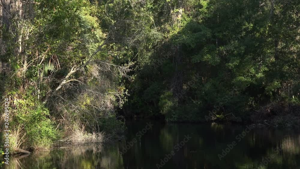 Vegetation at side of Homosassa River, Florida, USA Vegetation at side of Homosassa River, Florida, USA