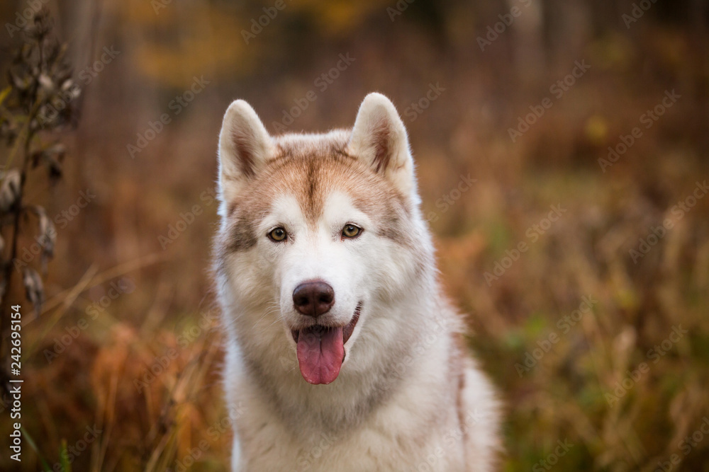 Cute and happy Siberian Husky dog sitting in the bright autumn forest