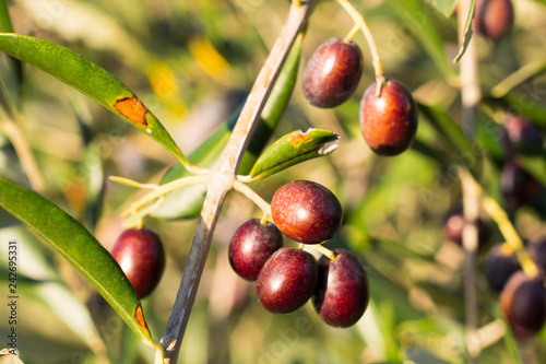 Dark olives tree detail