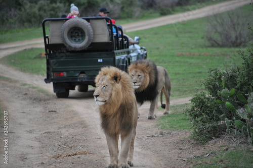 Bild auf Leinwand Two male lions captured at Kariega Game Reserve, South Africa