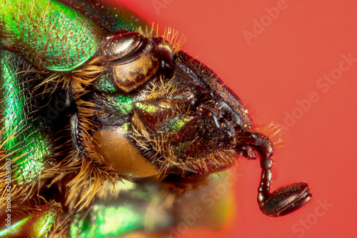 scarabée vert et marron (Calomacraspis haroldi)