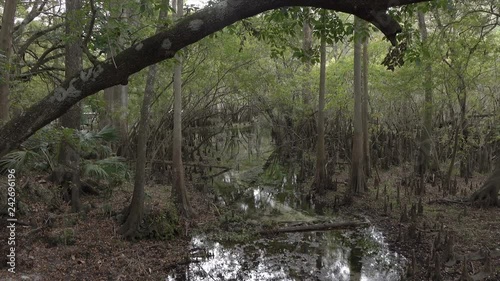 Trees along boadwalk on banks of Suwannee River, Florida, USA photo