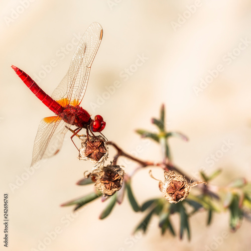 libellula rossa