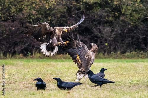 White tailed eagle (Haliaeetus albicilla) europe attack.