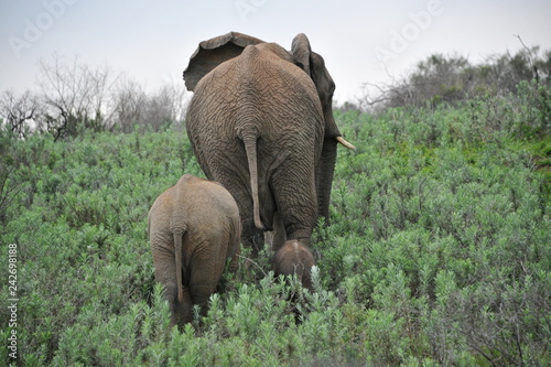 Elephant mother with her two calvs caputred in Kariege Game Reserve, South Africa photo