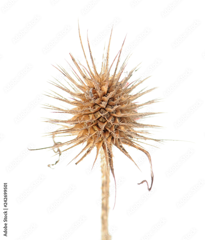 Dried flower head of Dipsacus sativus or Fuller's teasel isolated on white background