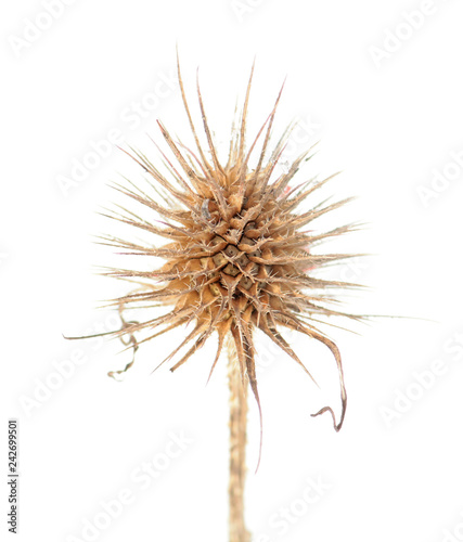 Dried flower head of Dipsacus sativus or Fuller s teasel isolated on white background