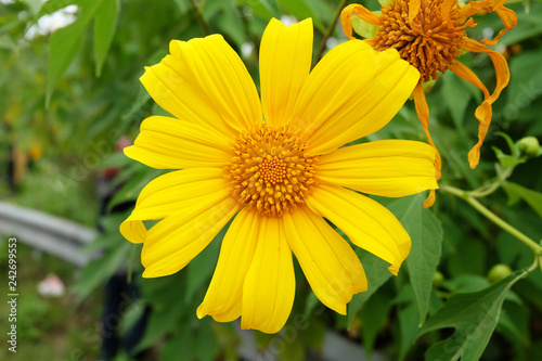 Closeup Yellow flower  Mexican sunflower   calendula  and green leaves