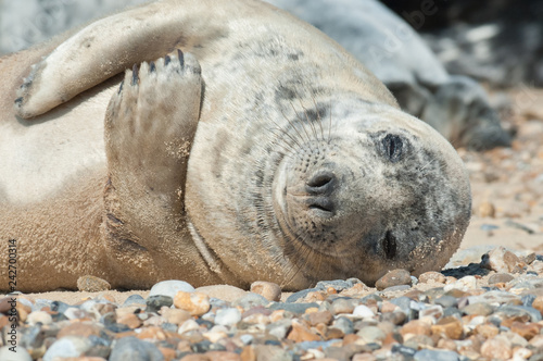 sleeping seal pup on a stony beach