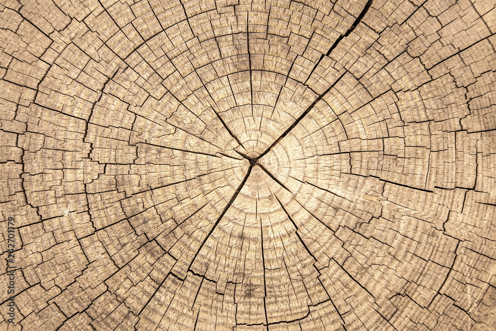 Fototapeta premium Jahresringe Baum