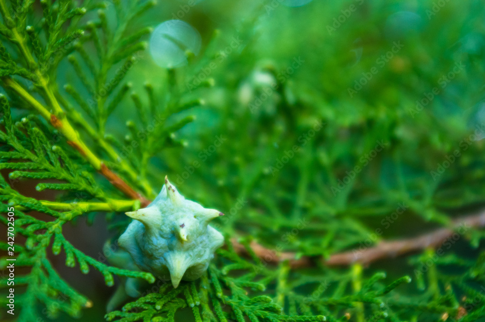 Incense cedar tree Calocedrus decurrens branch close up. Incense cedar tree Calocedrus decurrens branch close up.