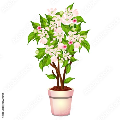 Office potted flowering tree isolated on white background. Vector cartoon close-up illustration.