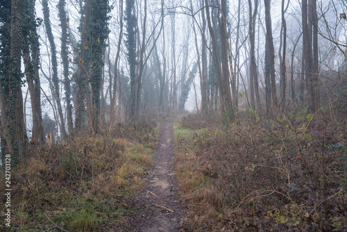 Empty Straight path in in the Woods on a Foggy Winter Day