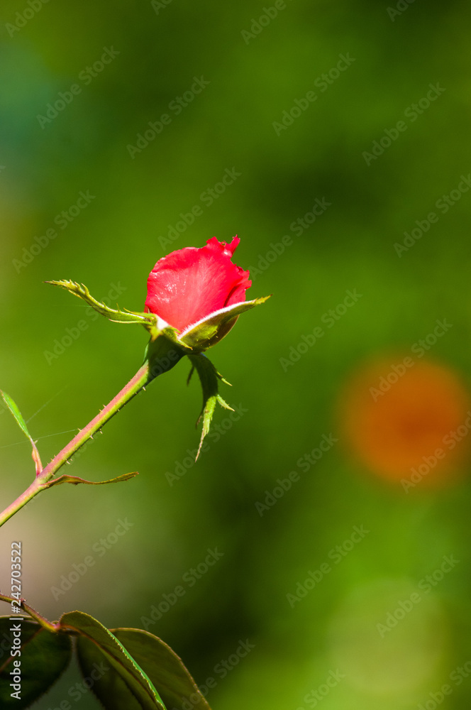 Red Rose flower. Nature. close up, selective focus