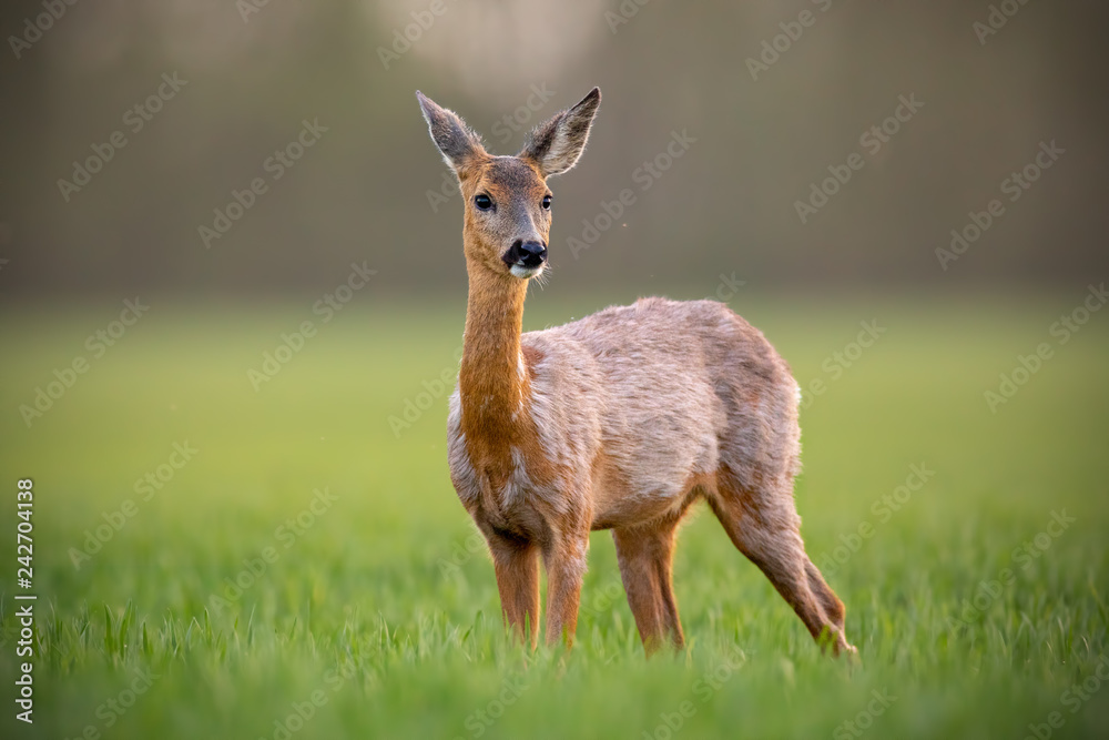 Roe deer, capreolus capreolus, doe female in spring standing on a meadow. Closeup of one wild mammal with blurred background. Roe deer, capreolus capreolus, doe female in spring standing on a meadow. Closeup of one wild mammal with blurred background.