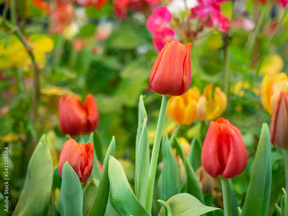 close up beautiful colorful tulip flower in garden.Blossom flower spring season. close up beautiful colorful tulip flower in garden.Blossom flower spring season.