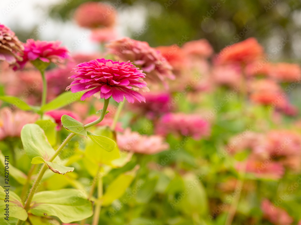 close up beautiful colorful Elegant Zinnia flower in garden.Blossom flower spring season. close up beautiful colorful Elegant Zinnia flower in garden.Blossom flower spring season.