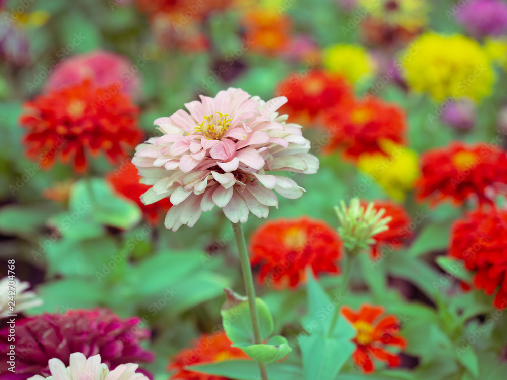 close up beautiful colorful Elegant Zinnia flower in garden.Blossom flower spring season. close up beautiful colorful Elegant Zinnia flower in garden.Blossom flower spring season.