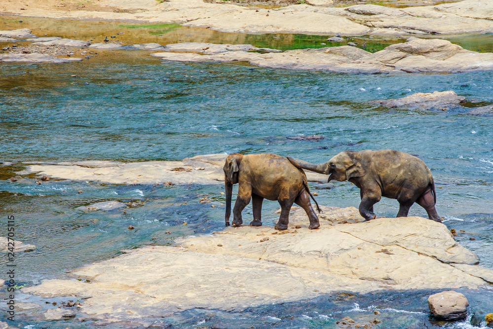 young elephants crossing the river - obrazy, fototapety, plakaty 