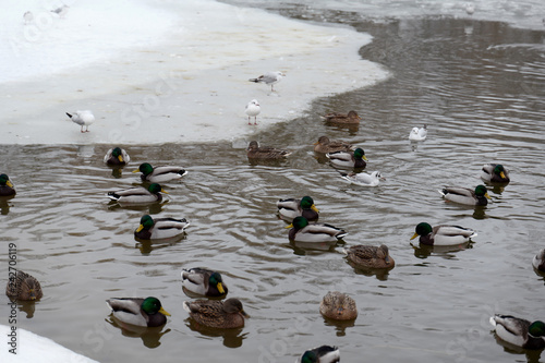 Wild ducks on frozen riverside