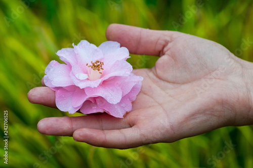 Hand mit Blume