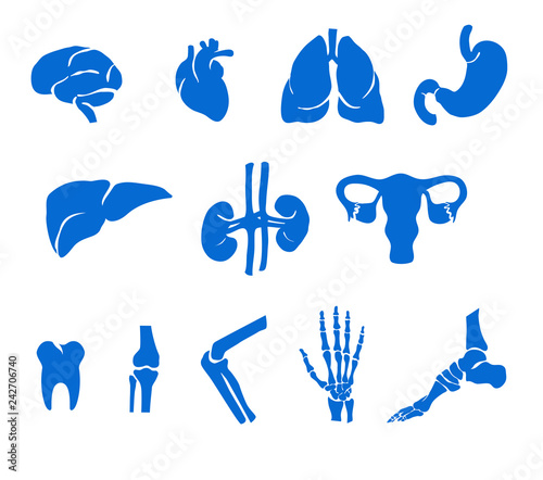 Organs of the Body and Bones, Medical Healthcare illustrations.