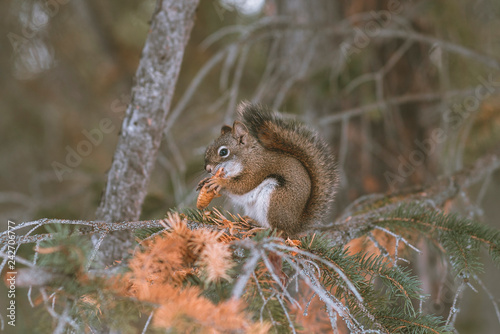 squirrel on a tree © @ { Phill.Pine } @