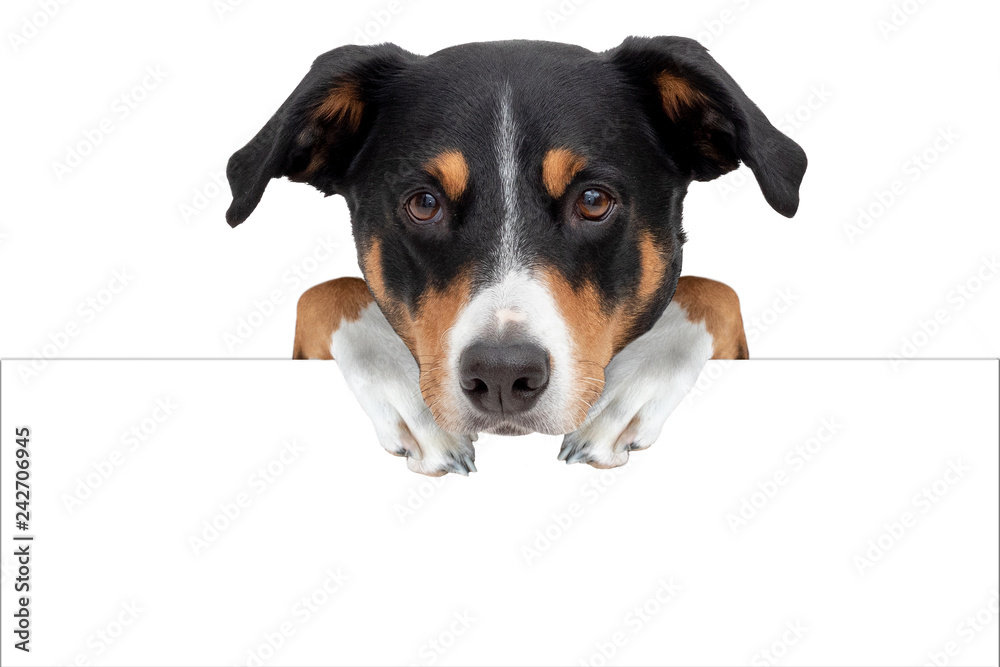 Adorable dog with blank board, Appenzeller Sennenhund