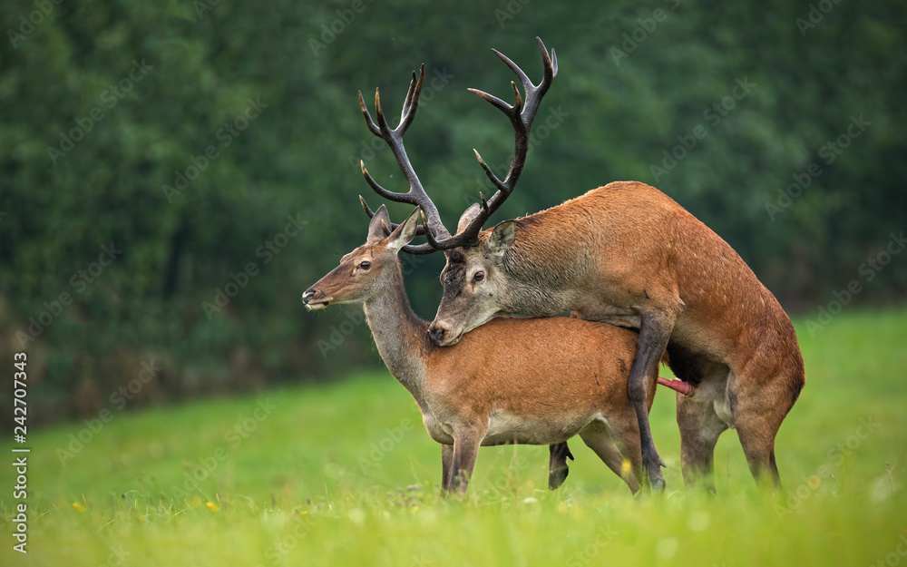 Copulating red deer, cervus elaphus, couple. Mating wild animals in  wilderness. Sexual behaviour of deer in nature. Wildlife scenery in autumn  during rutting season. Stock Photo | Adobe Stock