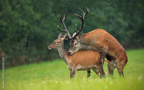 Obraz na plátně Copulating red deer, cervus elaphus, couple
