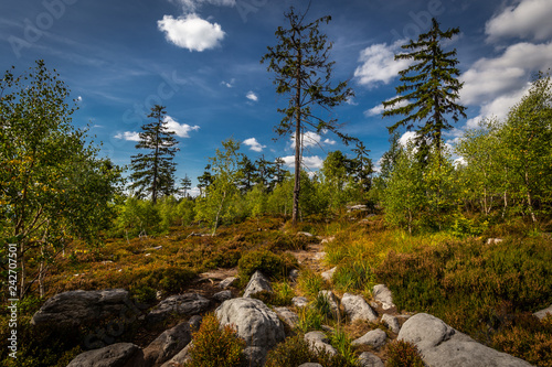 Green spruce forest with rocks and dramatic blue cloudy sky near stone labyrinth Bledne skaly in Szczeliniec Wielki in National Park Stolowe Mountains, Sudety, Poland