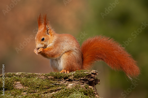 Eurasian red squirrel, sciurus vulgaris, in autmn forest in warm light. Wildlife scenery with vivid colors. Cute little animal feeding.