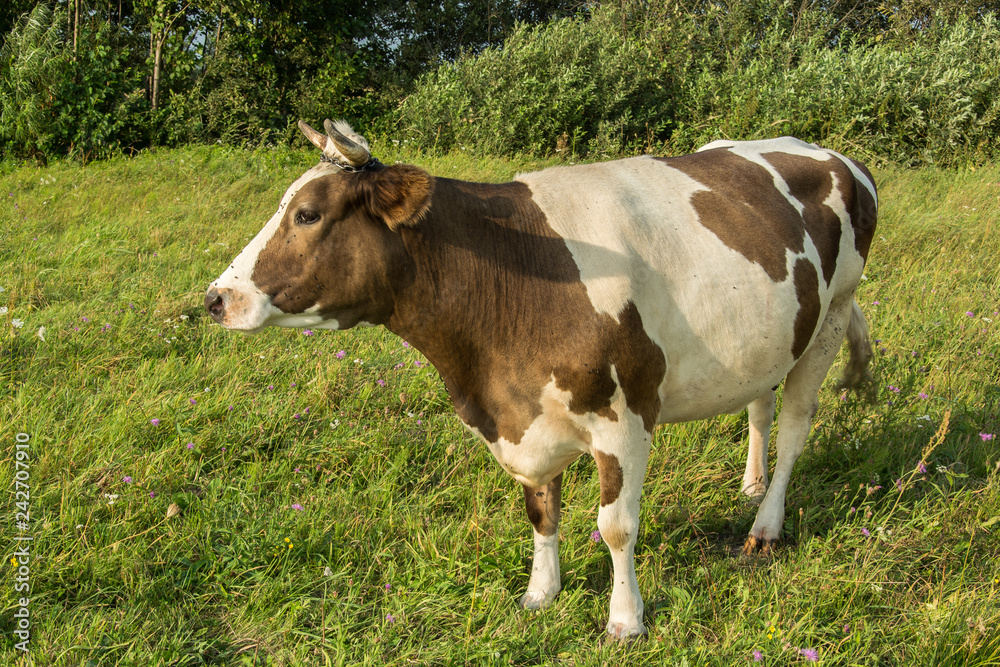 White-brown cow grazing on a meadow