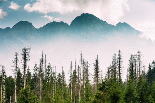 Tatra National Park, Poland. Summer Mountains And Forest Landsca