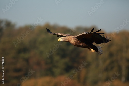 White tailed eagle (Haliaeetus albicilla). Autumn White tailed eagle.