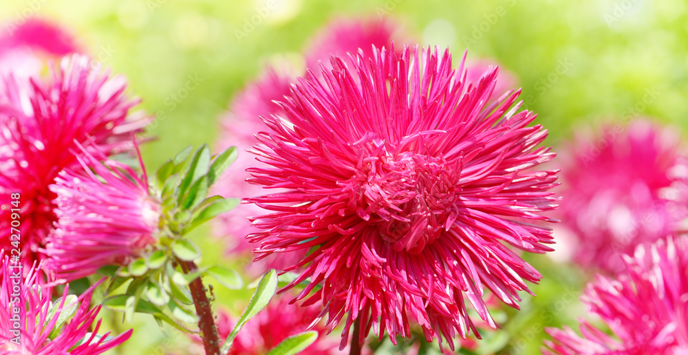 Obraz premium Flowerbed of multi-colored asters and sun. Wide photo.